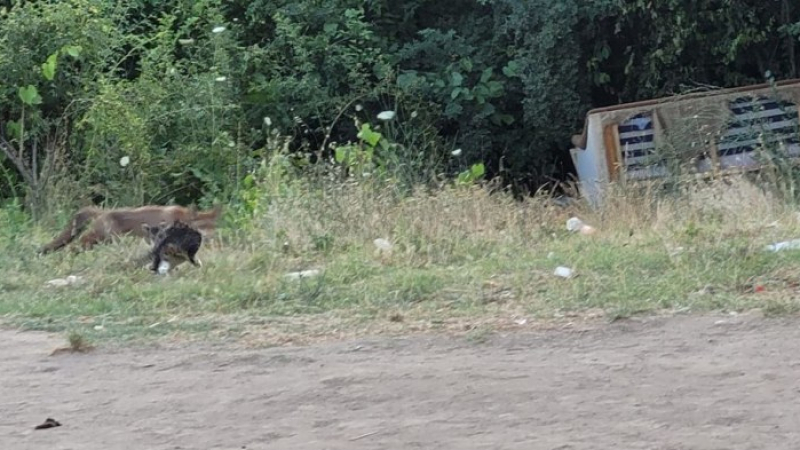 Мършава лисица влезе във Варна, котарак я пресрещна и стана страшно СНИМКИ
