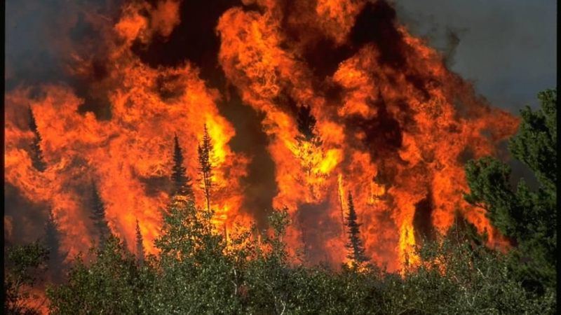 Голям пожар бушува в Пазарджишко ВИДЕО