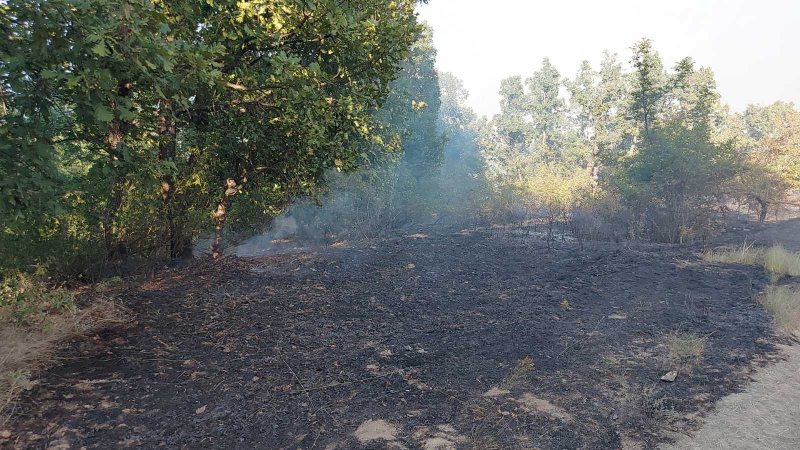 Пламна нов пожар, огнеборци спасяват гората край Пъстрово 