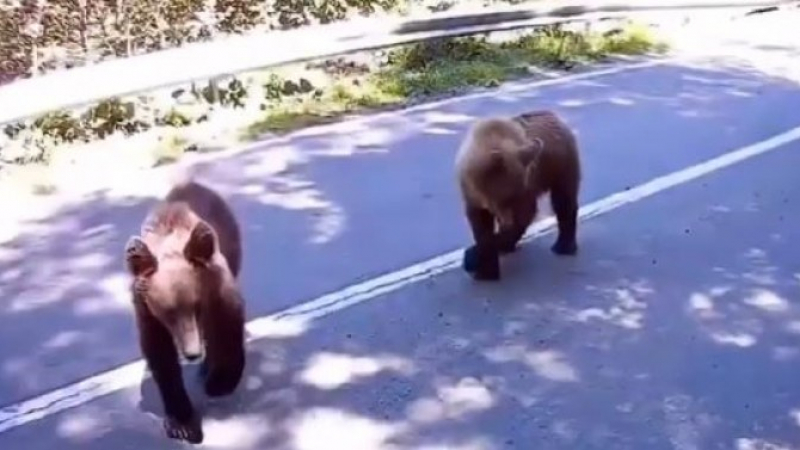 Моторист срещна две мечки на път у нас и ето какъв е резултатът ВИДЕО 