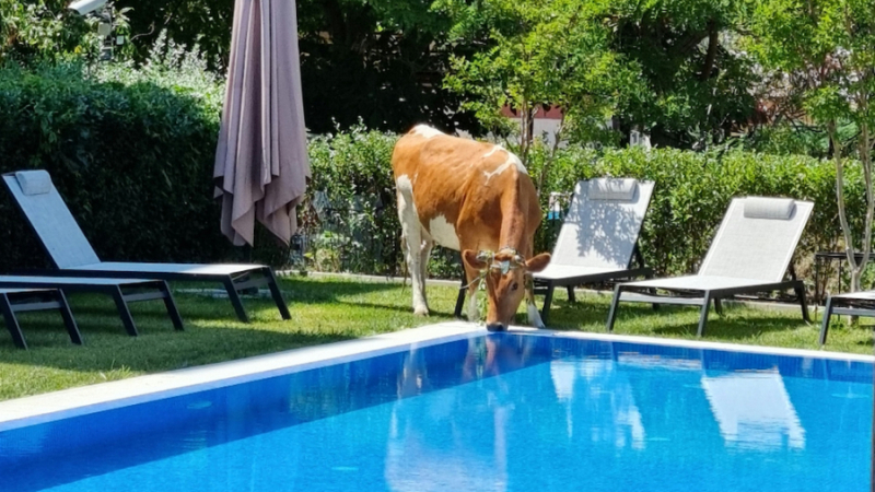 На лукса: Крави пият вода на басейн до култовия "Какао бийч"