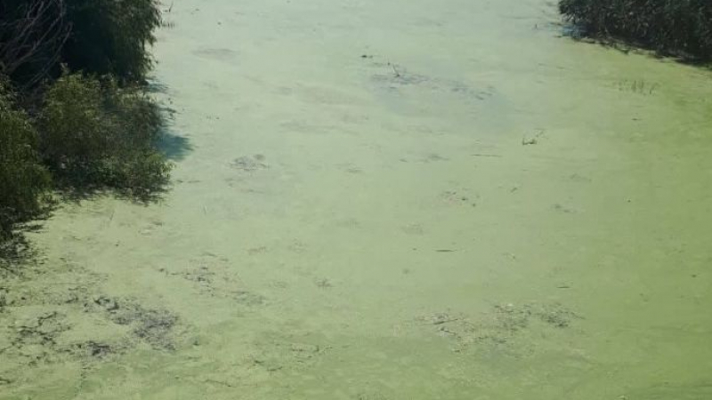 Потресаваща гледка и смрад по река Ахелой, брегът е осеян с мъртва риба СНИМКИ