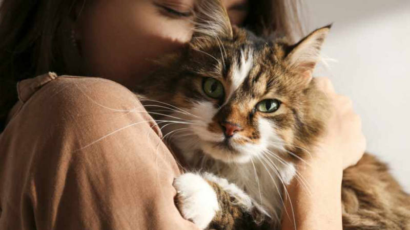 Лекар разкри защо хората с високо кръвно трябва да имат котка у дома 