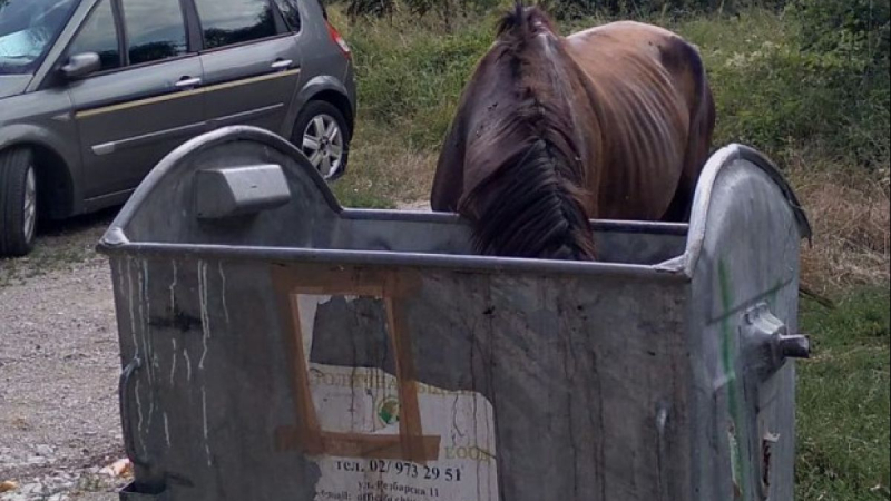 Кошмарна гледка с кон в София СНИМКА 
