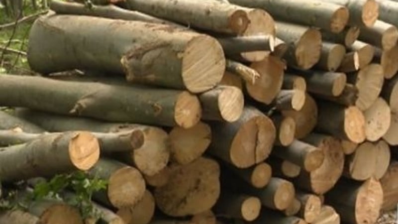 Складовете за дърва са пълни, но има голям проблем 