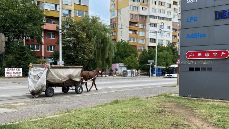 Напаст от махалите  продължава да тормози софиянци три месеца след забраната ѝ ВИДЕО