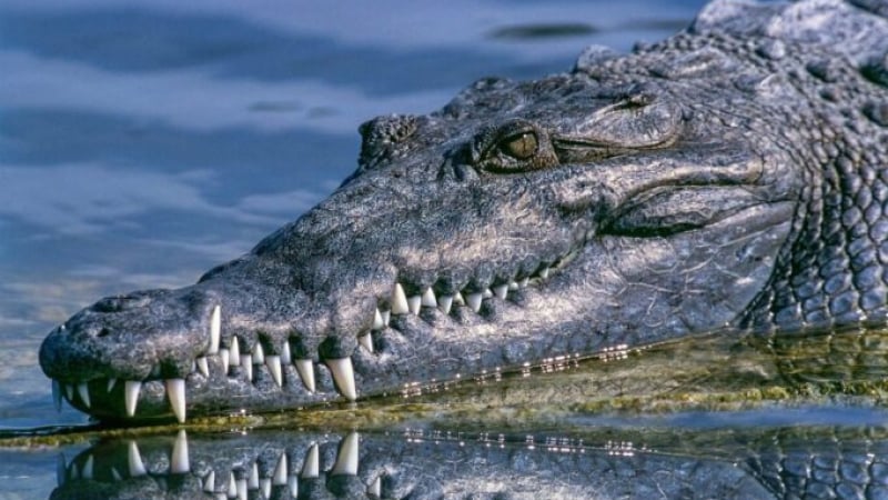 Ужасяващо ВИДЕО 18+ запечата крокодил с тялото на мъж в страховитата си паст