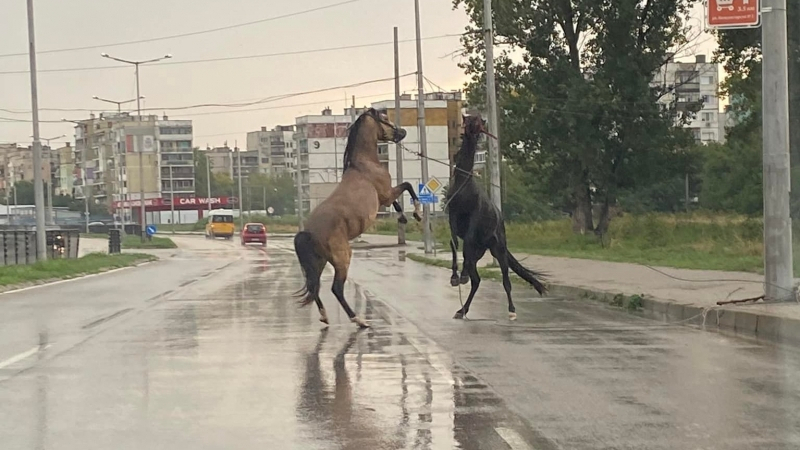 Сцена с два танцуващи коня на голям булевард втрещи Видин СНИМКИ