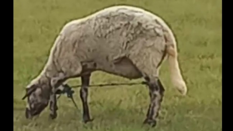 Зверство: Подлагат овце на чудовищни мъчения във Врачанско ВИДЕО