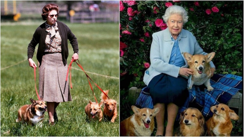 Кой ще се грижи за любимите кучета на Елизабет II