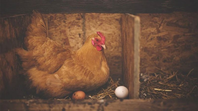 Криза: Парижани започнаха масово да отлеждат кокошки в апартаментите си