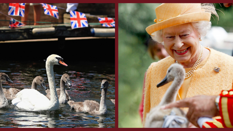 Стана ясно кой ще е господарят на лебедите във Великобритания след кончината на Елизабет II 