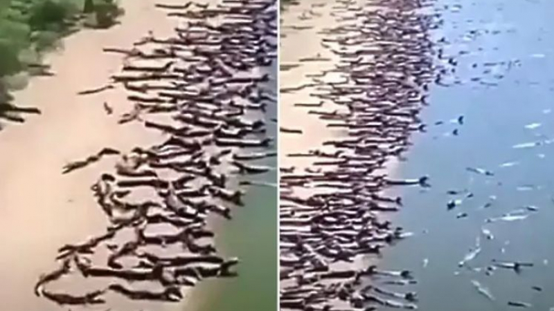 Пълен шок! Стотици крокодили нахлуха на този плаж ВИДЕО