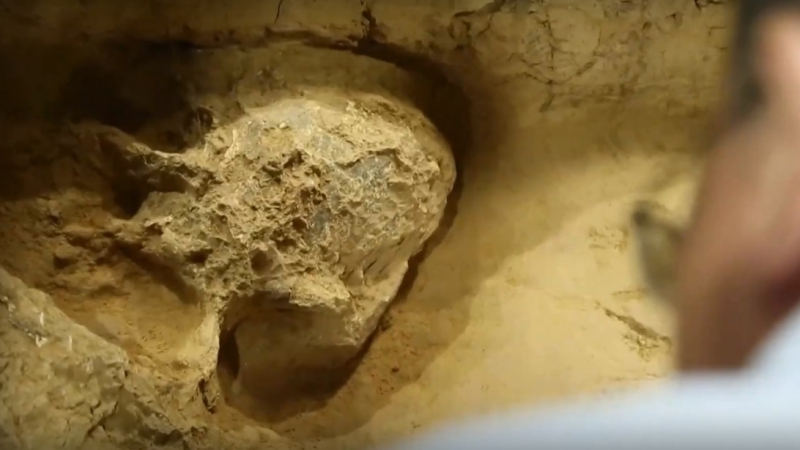 Изумителна находка: Археолози намериха фосилизиран череп на Хомо еректус на 1 млн. години ВИДЕО