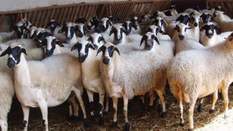 Сто овце подгониха жена по време на джогинг ВИДЕО