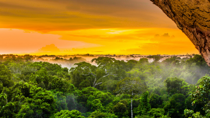 Учени откриха 88-метрово чудо в Амазонската джунгла СНИМКИ