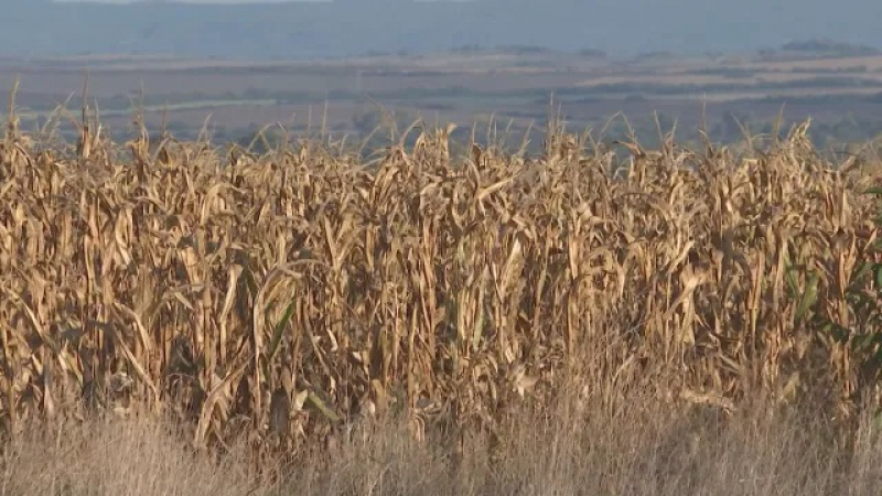 Роми откраднаха царевица и им се стъжни 