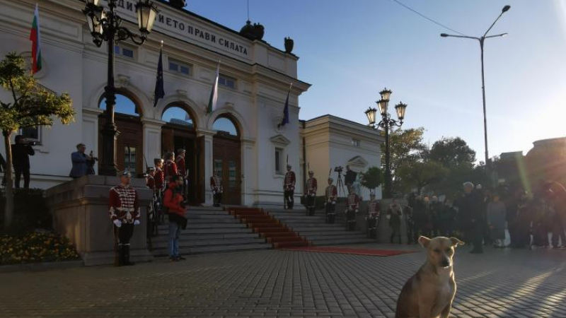 Страхотна новина за кучето пред парламента СНИМКА