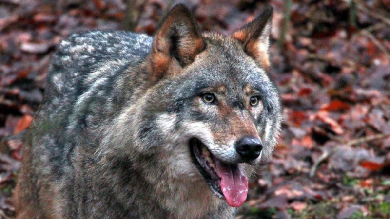 Гладни вълци нападат добитъка и хора в Пиринско, страшно е