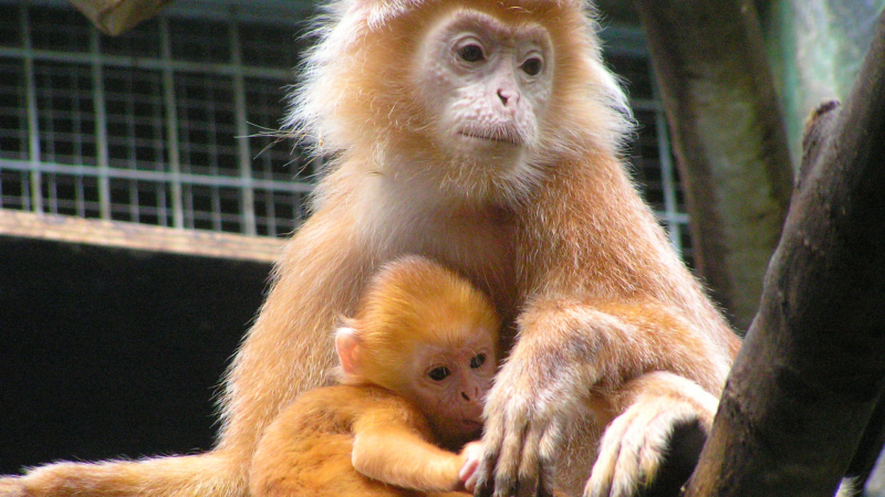 Рядко и адски сладко животинче се роди в зоопарк в САЩ ВИДЕО