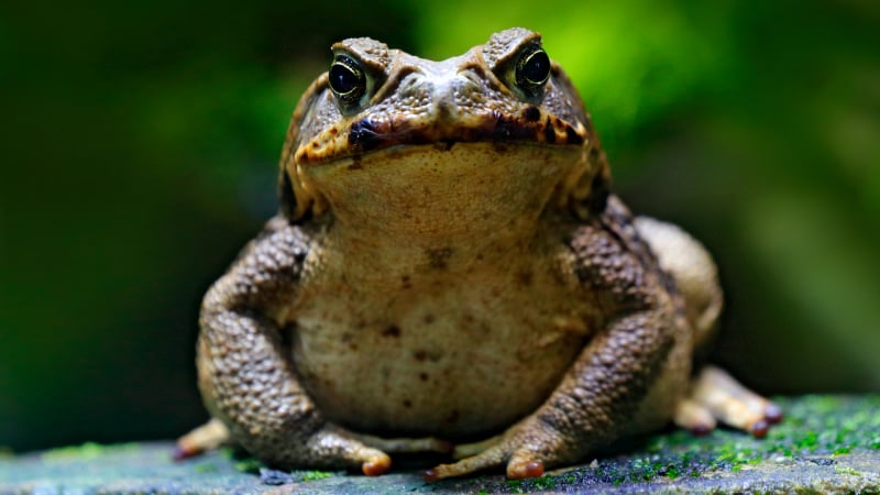В САЩ предупреждават: Спрете да ближете жаби!
