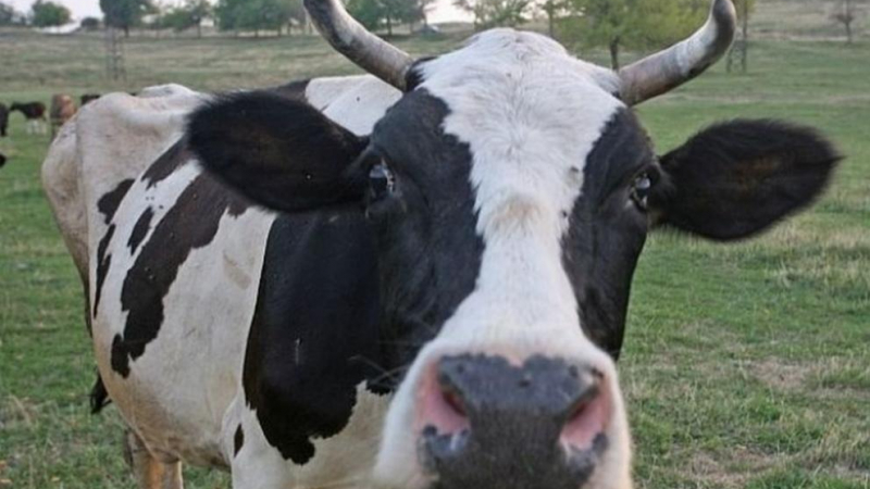 Безнадзорна крава се удари в две коли в Кърджалийско