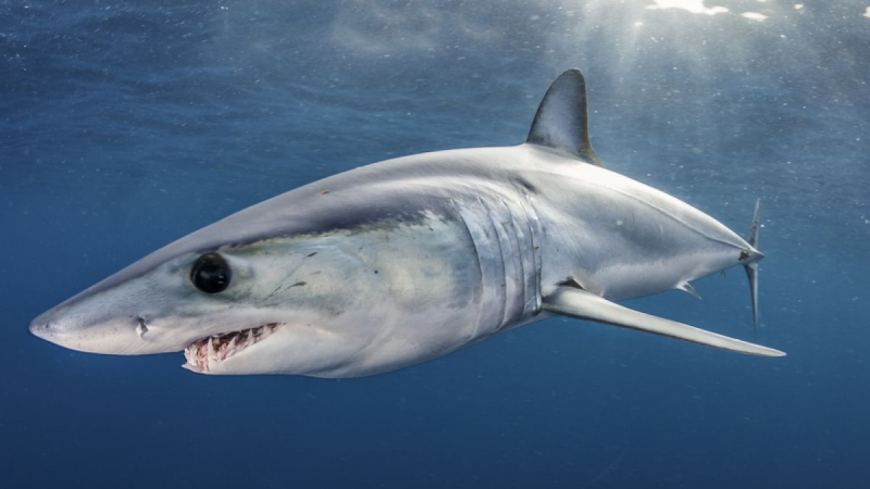 Шок и ужас: Огромна акула скочи в рибарска лодка ВИДЕО