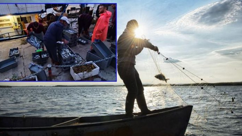 Рибарите в Созопол доволно потриват ръце, пълнят лодките догоре с...  