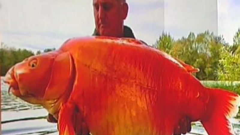 Златната рибка е истинска и тежи 30 кг, рибар я улови ВИДЕО