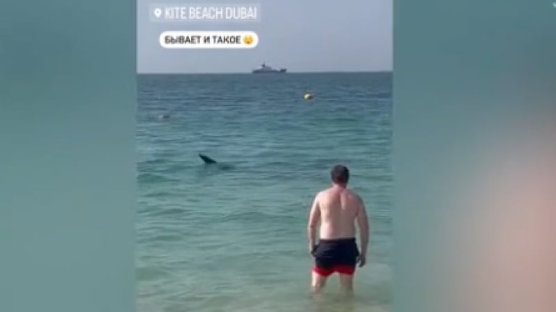 Зрелищно ВИДЕО: Акула заседна в дубайски залив, където плуват туристи 