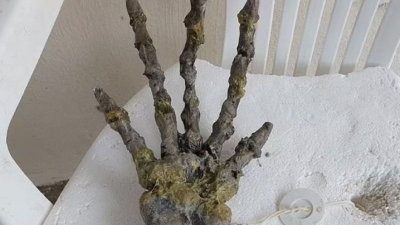 Извънземно? Откриха гигантска ръка с пръсти на плажа в Бразилия ВИДЕО