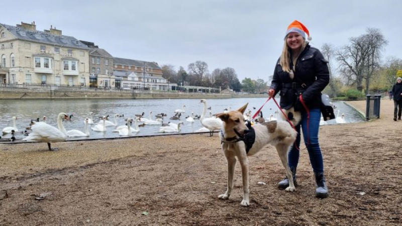 Трикрако българско куче бяга 100 км в Англия за благотворителност СНИМКИ