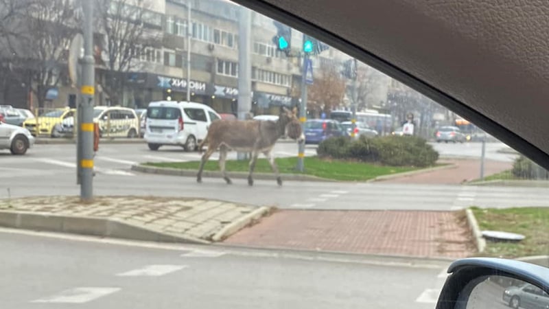 Трагична съдба за магарето, което побърка цяла Варна