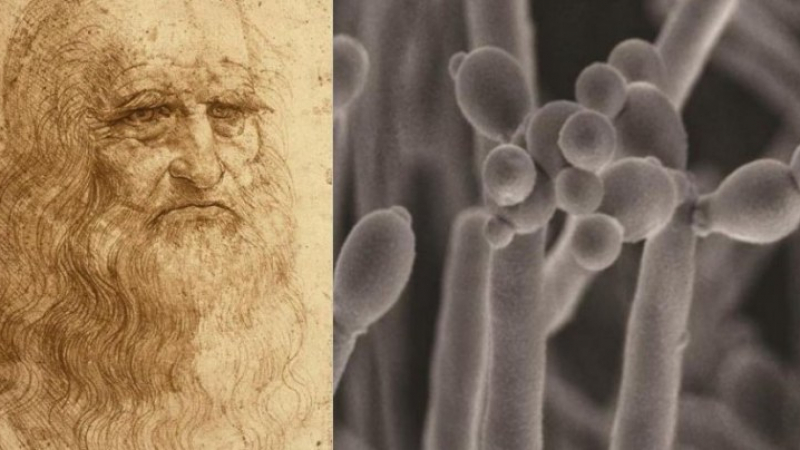 Учени откриха нещо неочаквано в автопортрет на Леонардо да Винчи 