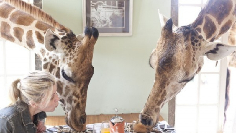 Уникално: Хотелът, в който можете да разделите закуската си с жираф СНИМКИ