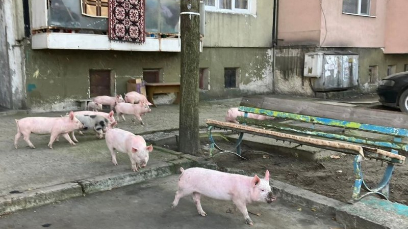 Ставаме ли вегани: Цяло семейство прасета оцеля на Нова година и дори се разходи 