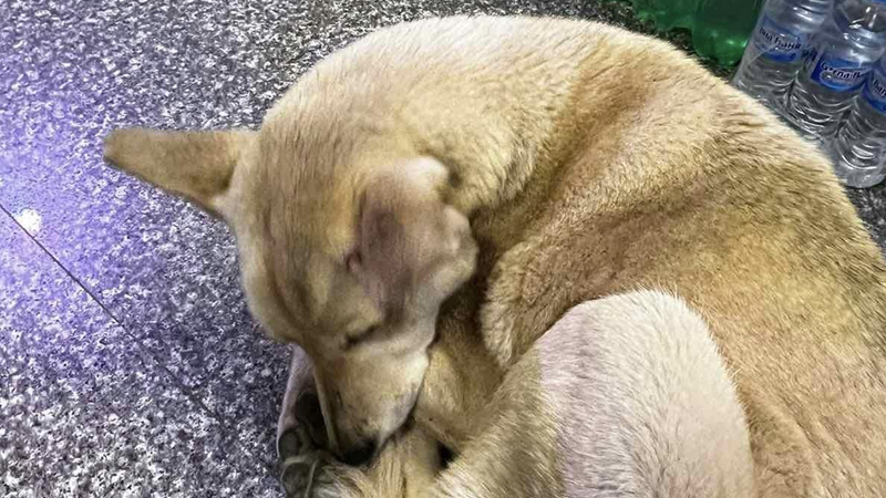 Трогателната история на кучето Лиза  от София разплака мрежата СНИМКИ 