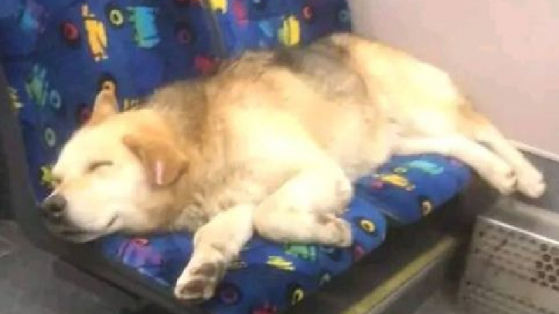 Гореща новина за кучето Сами, кръстосало цяла София с градския транспорт 
