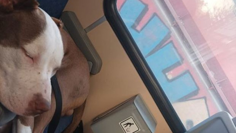 Пловдивчанка качи кучето си в градския транспорт, взриви мрежата