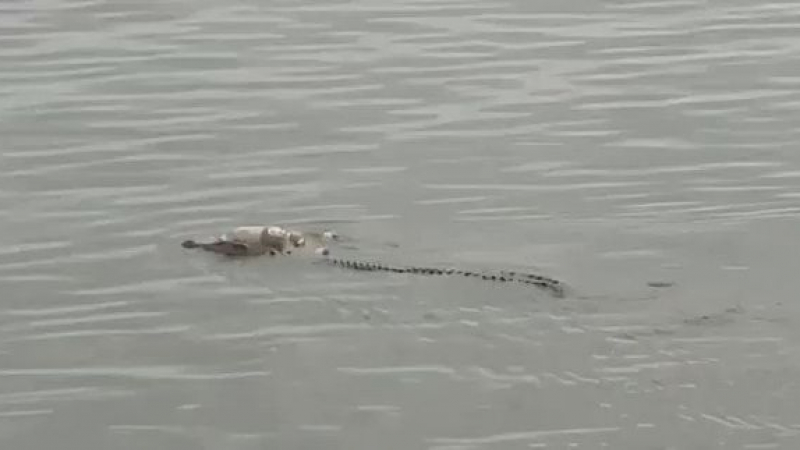Шокиращо ВИДЕО: Крокодил върна тялото на удавило се дете
