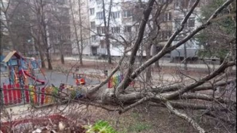 Дърво се стовари с грохот на детска площадка в София 