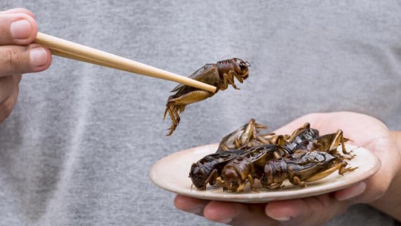 Ето в какви храни има щурци и ларви от бръмбар ВИДЕО