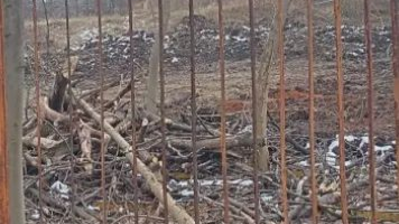 Страшна гледка в Борисовата градина, десетки дървета са изчезнали ВИДЕО