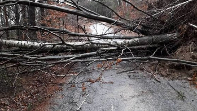 Страховит вятър вършее в Сливен, бутна билборд и прекърши дървета