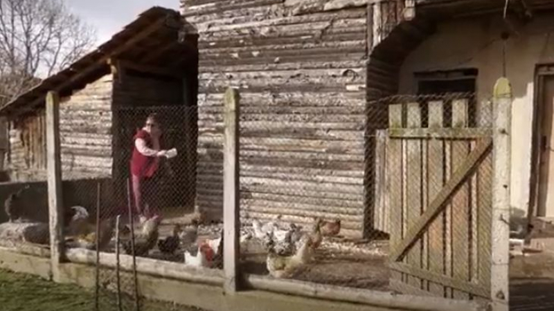 Кокошки в ловешко село снасят зелени яйца, не е за вярване колко са полезни