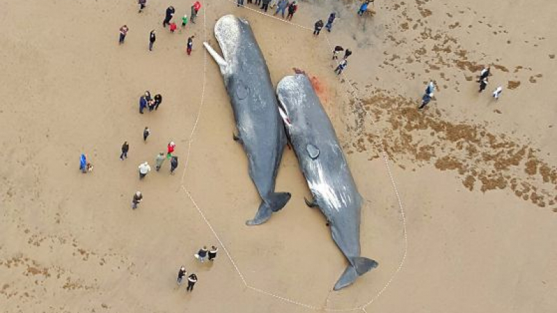 Намериха мъртви китове до Кипър, свързват гибелта им с труса в Турция