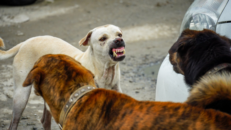 Брутална гледка: Озверели кучета разкъсват кон в Благоевград 
