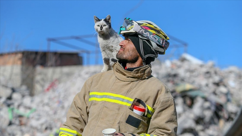 Трагедията в Турция: Оцеляла котка не се отделя от спасителите си ВИДЕО