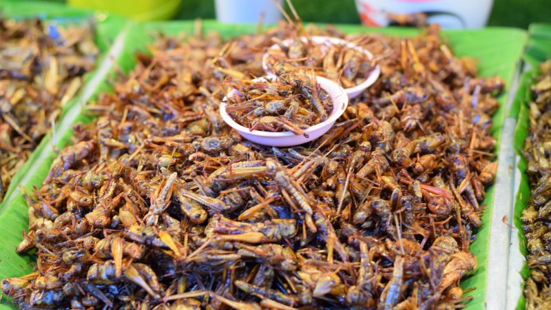 Срам за изостаналия българин: Нашенците масово отказват да ядат полезни насекоми