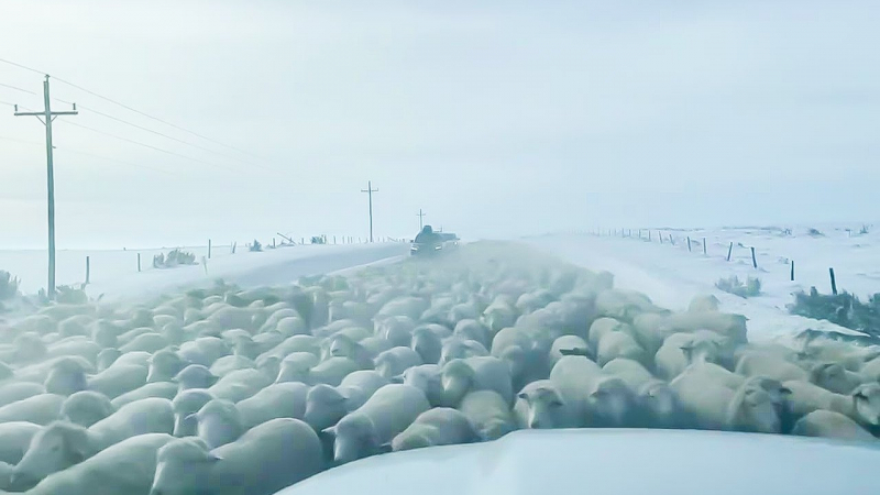 Море от вълна: Над 6000 овце се "обтекоха" около автомобил ВИДЕО